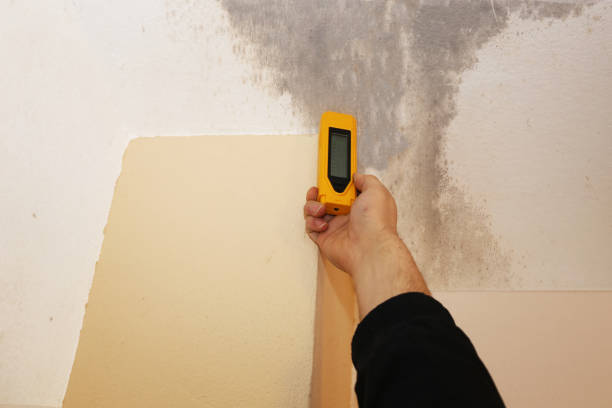 Best Biohazard Mold Removal  in Guerneville, CA