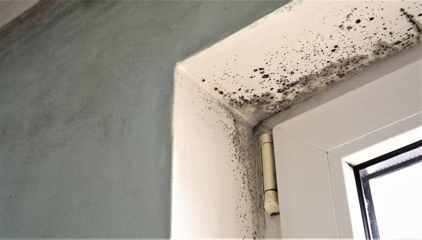 Best Mold Odor Removal Services  in Guerneville, CA