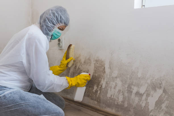 Best Dehumidification Services  in Guerneville, CA