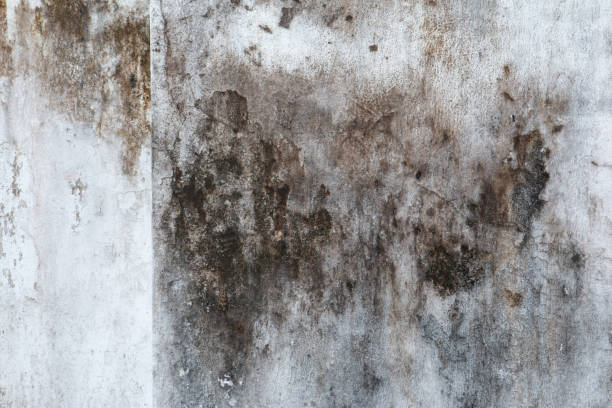 Best Indoor Air Quality Assessment  in Guerneville, CA
