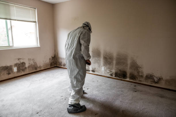 Best Water Damage & Mold Remediation  in Guerneville, CA